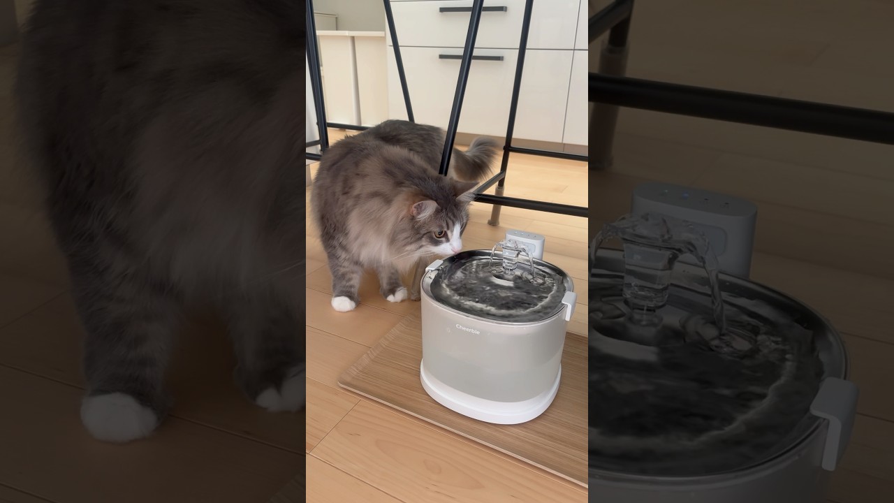 自動給水器 敵か味方か、、、#サイベリアン #siberian #2歳2ヶ月 #cat #猫 #shorts