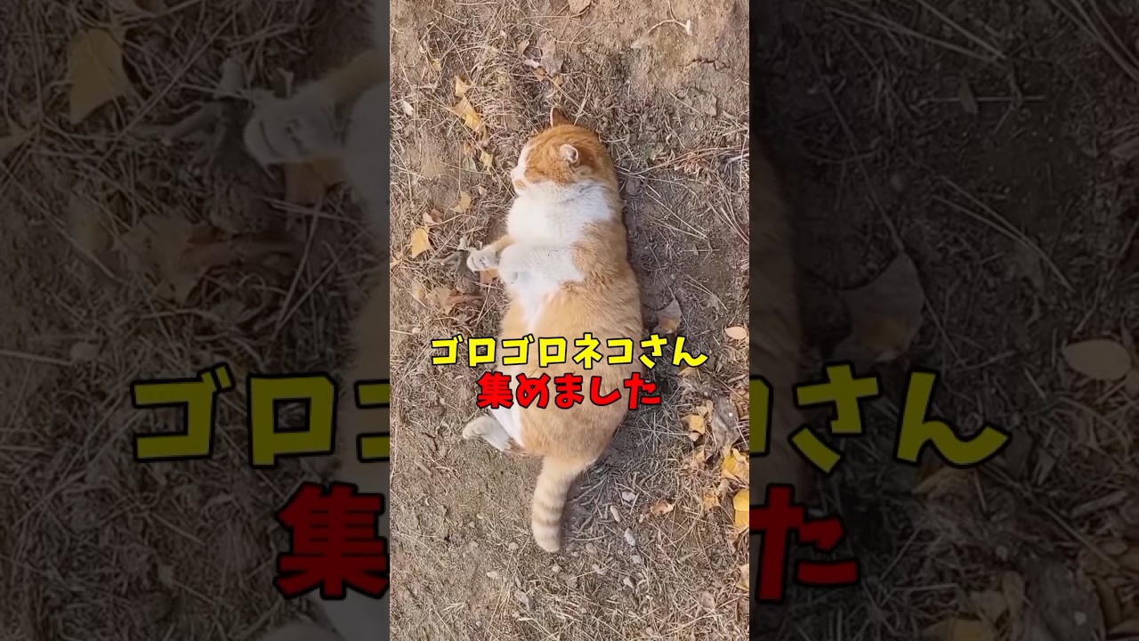 ゴロゴロネコさん集めました#猫　#猫のいる暮らし　#猫動画　#ねこ　#可愛い　#ペット　#かわいい　#2ch