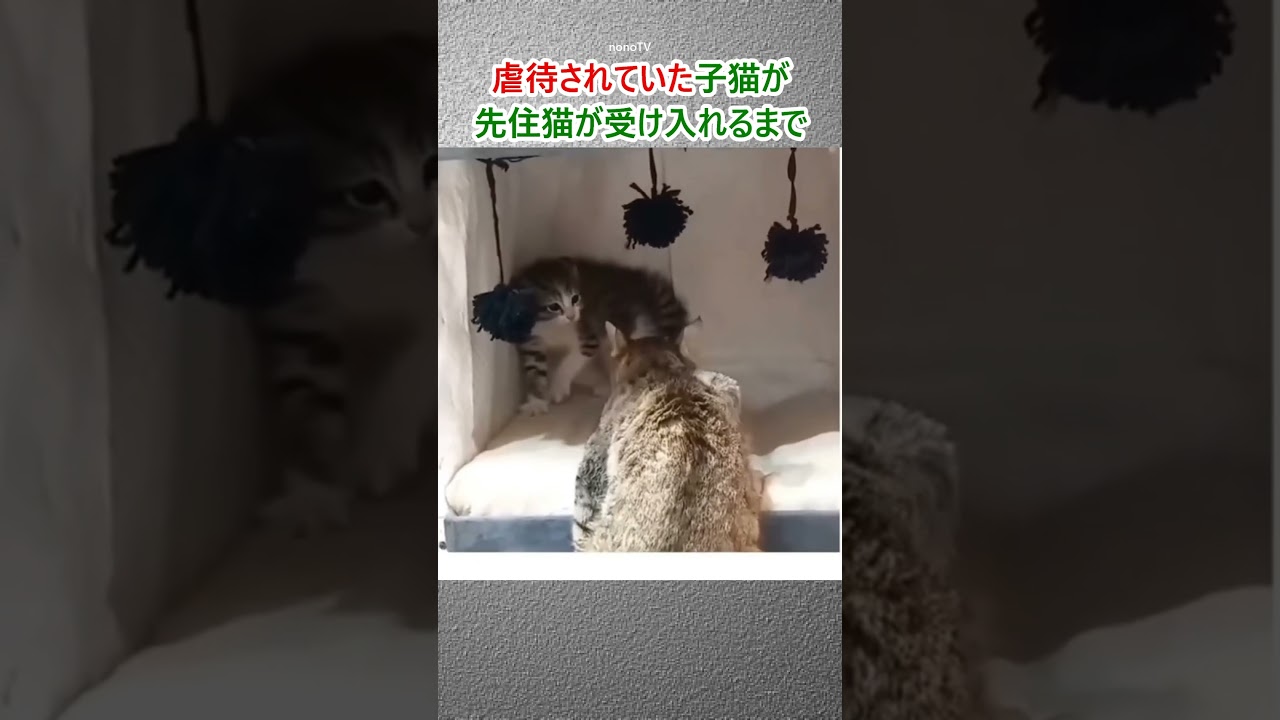 虐待された子猫の心を癒す先住猫#shorts #cat#respect #Impressed#kitten#猫#保護猫