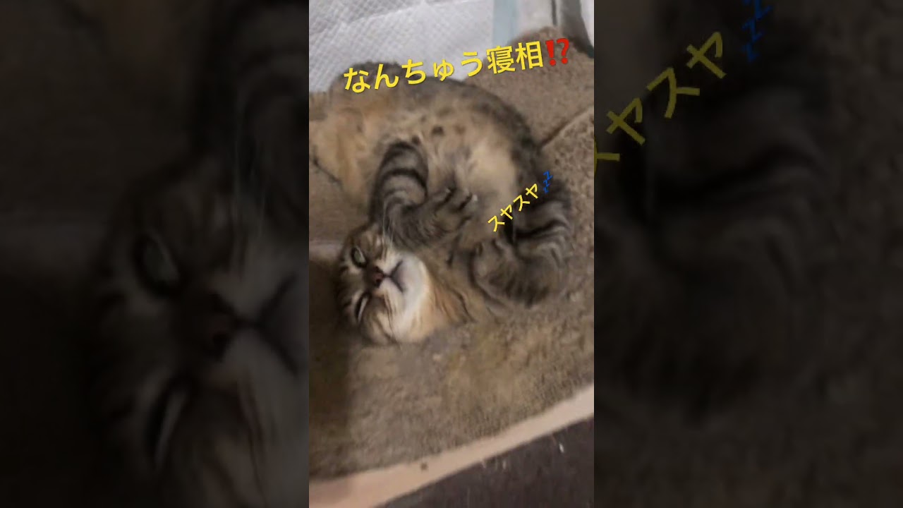 猫っ‼️なんちゅう寝相⁉️🔥#cat #イケニャンズ #猫のいる暮らし #マンチカン #日本 #ねこ #世界#寝相#眠る猫#スコティッシュフォールド#アメリカンショートヘア#セクシー#色気