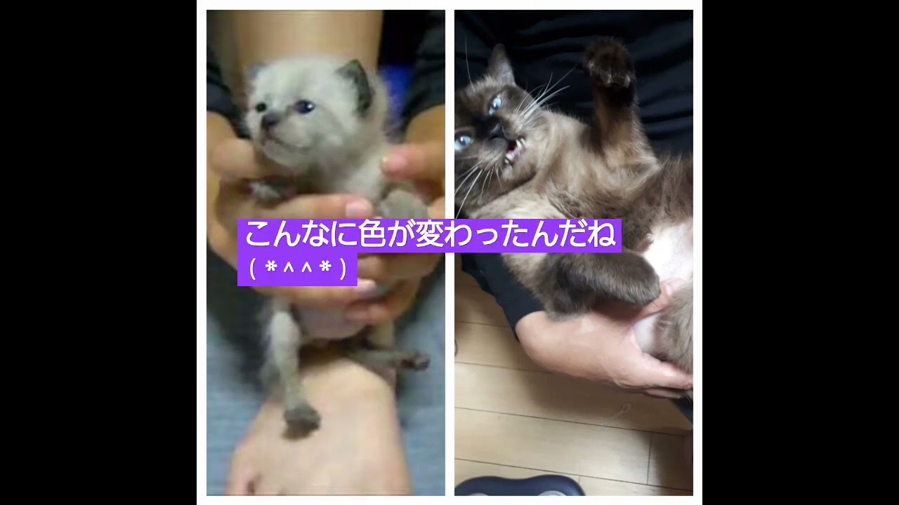シャム猫の色変化16年💜#shorts