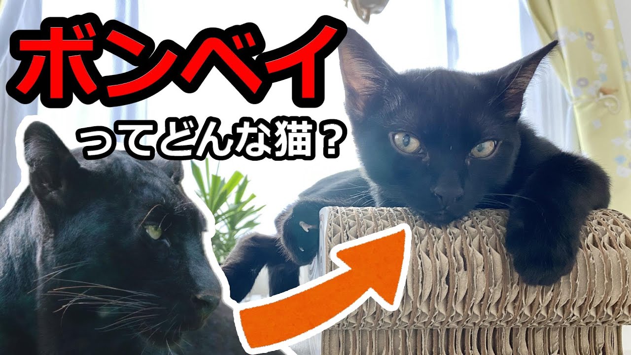 【祖先はクロヒョウ！？】ボンベイってどんな猫？【黒猫】