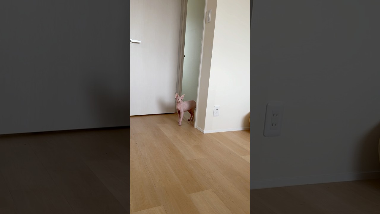 クセになる鳴き方をする毛のない猫【スフィンクス】