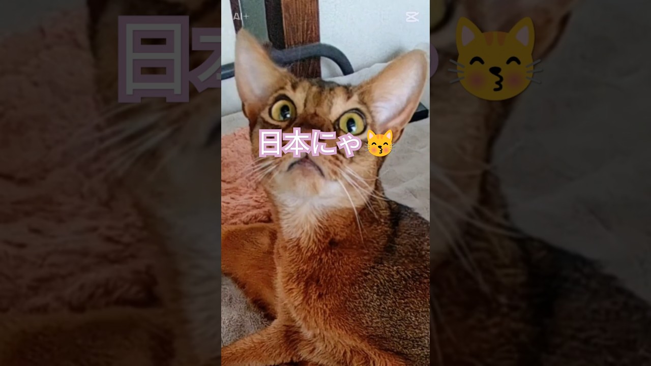 ❇️生まれも育ちも🐈🎶⸒⸒memories of 2025【abyssinian cat boy】