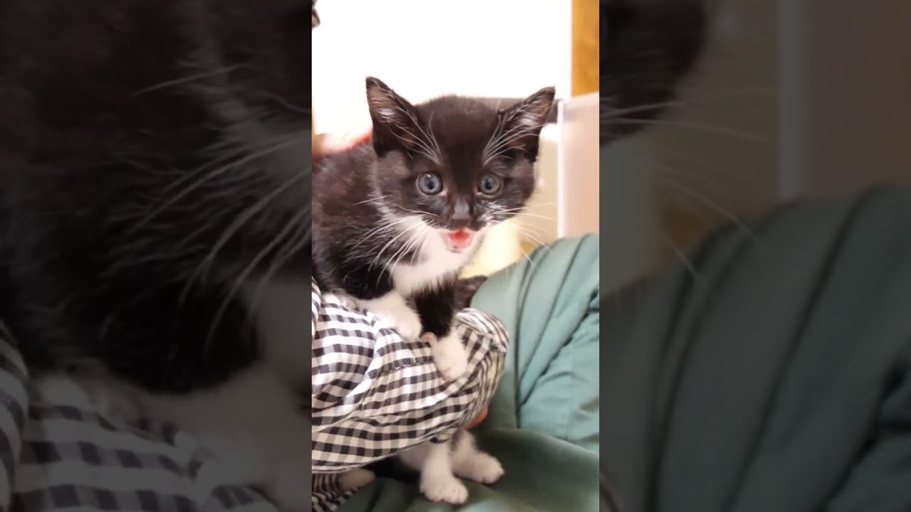 子猫がかわいい声で鳴きながらおじの抱っこから逃げ出そうとする？【赤ちゃん猫　保護猫】 #gatto #kitten #子ネコ #cat #meow #asmr