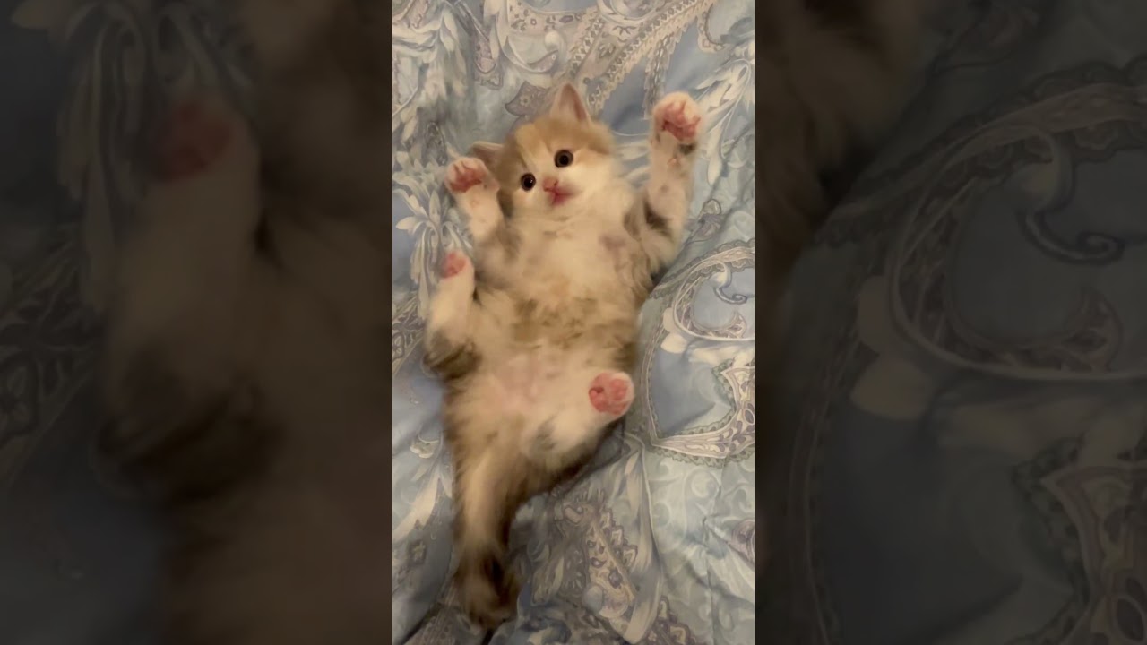 藤子と遊ぶ。 #ノルウェージャンフォレストキャット #kitten #猫カフェ