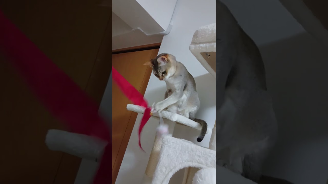 シンガプーラ猫とゆるく遊ぶ #猫好きさんと繋がりたい