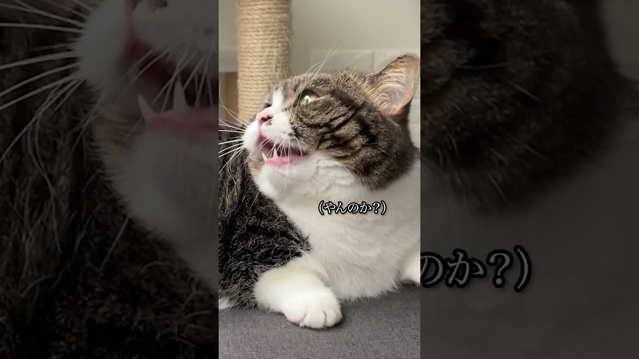 どういう感情？　 #猫 #猫のいる暮らし #クラッキング #shorts