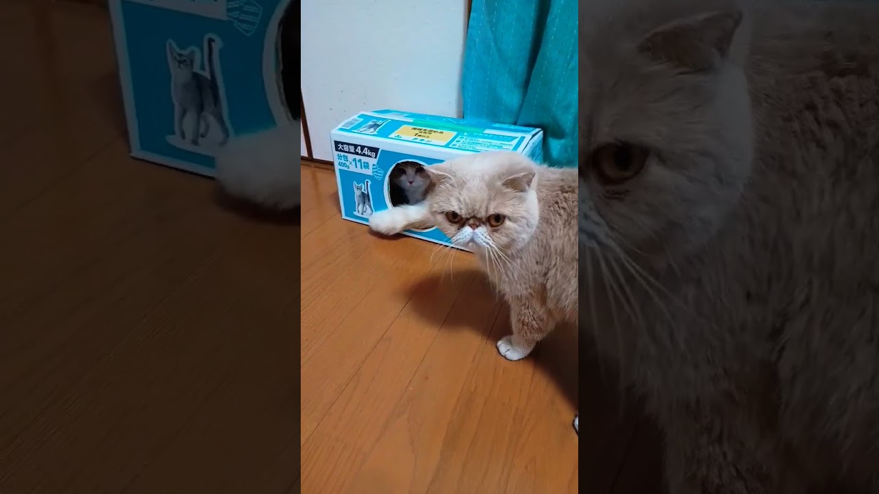 新築一戸建ては奪い合い😺#スコティッシュフォールド #エキゾチックショートヘア #shorts