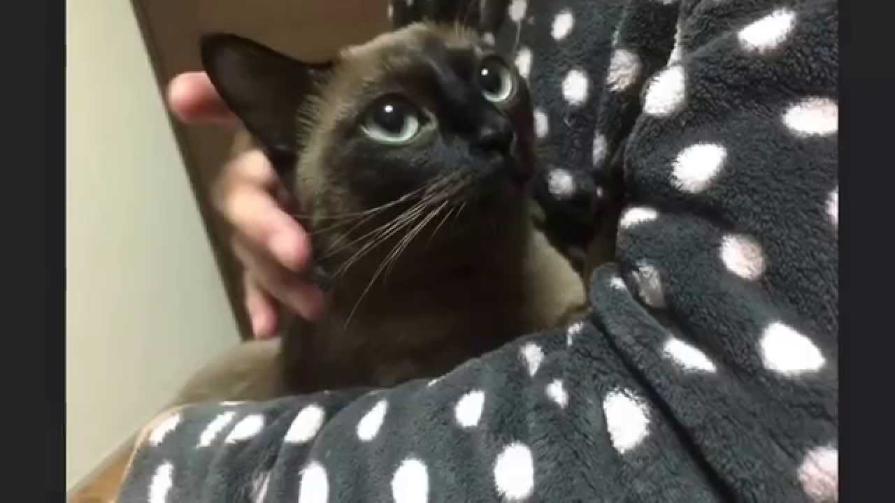 あたし、ねこ  〜トンキニーズのアンジェリッサ〜
