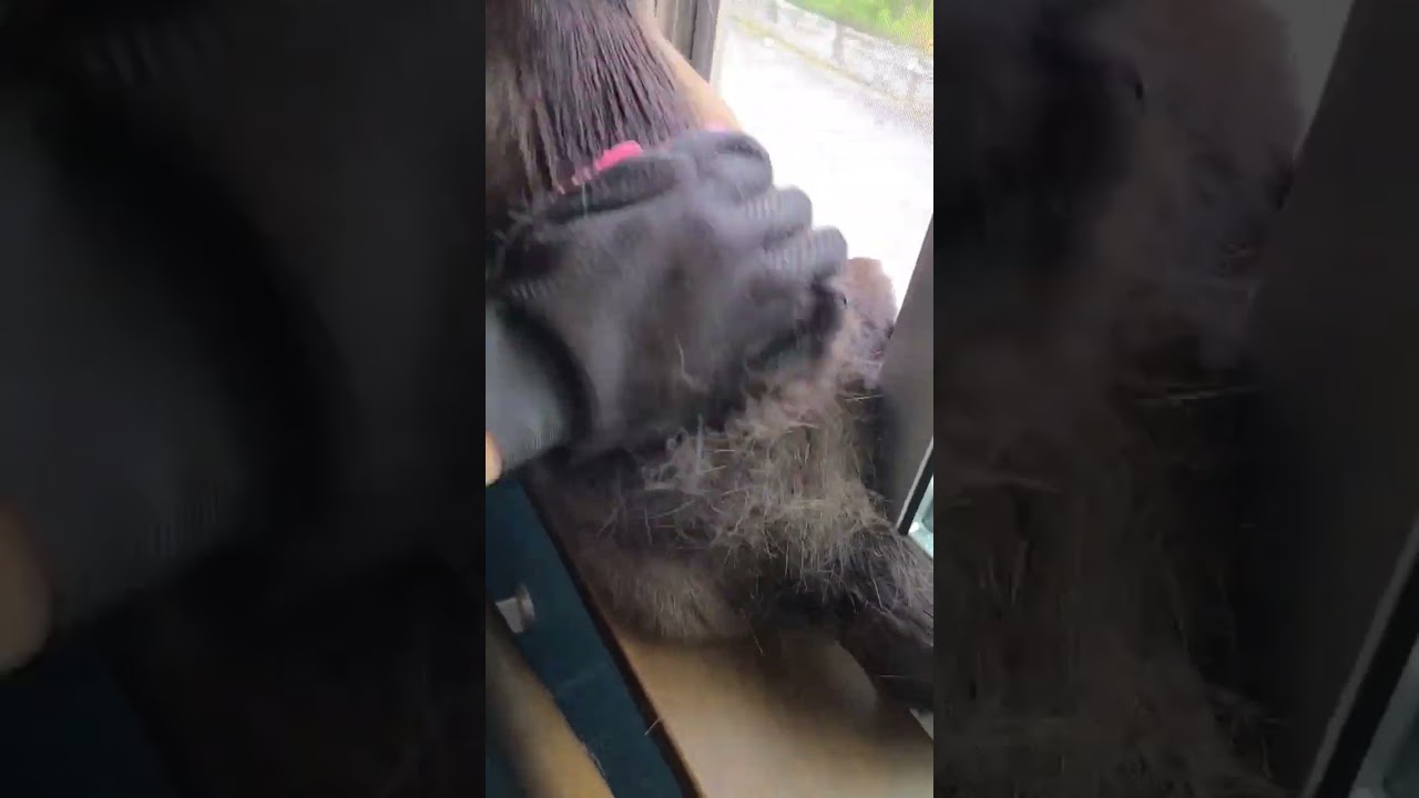 思ったより抜けました　#shorts #猫 #cat #抜け毛