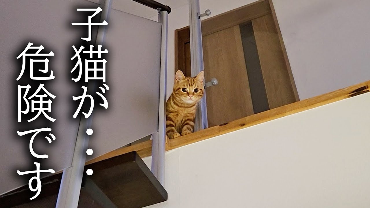 犬がくんくん泣くので上を向くと子猫が...