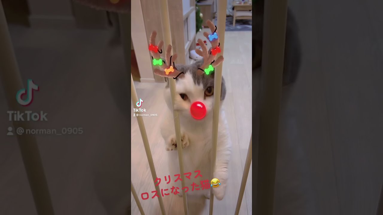 クリスマスロスになった猫がこちら...【マンチカン】#shorts