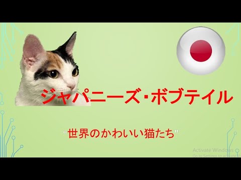 #ジャパニーズ・ボブテイル　"世界のかわいい猫たち"
