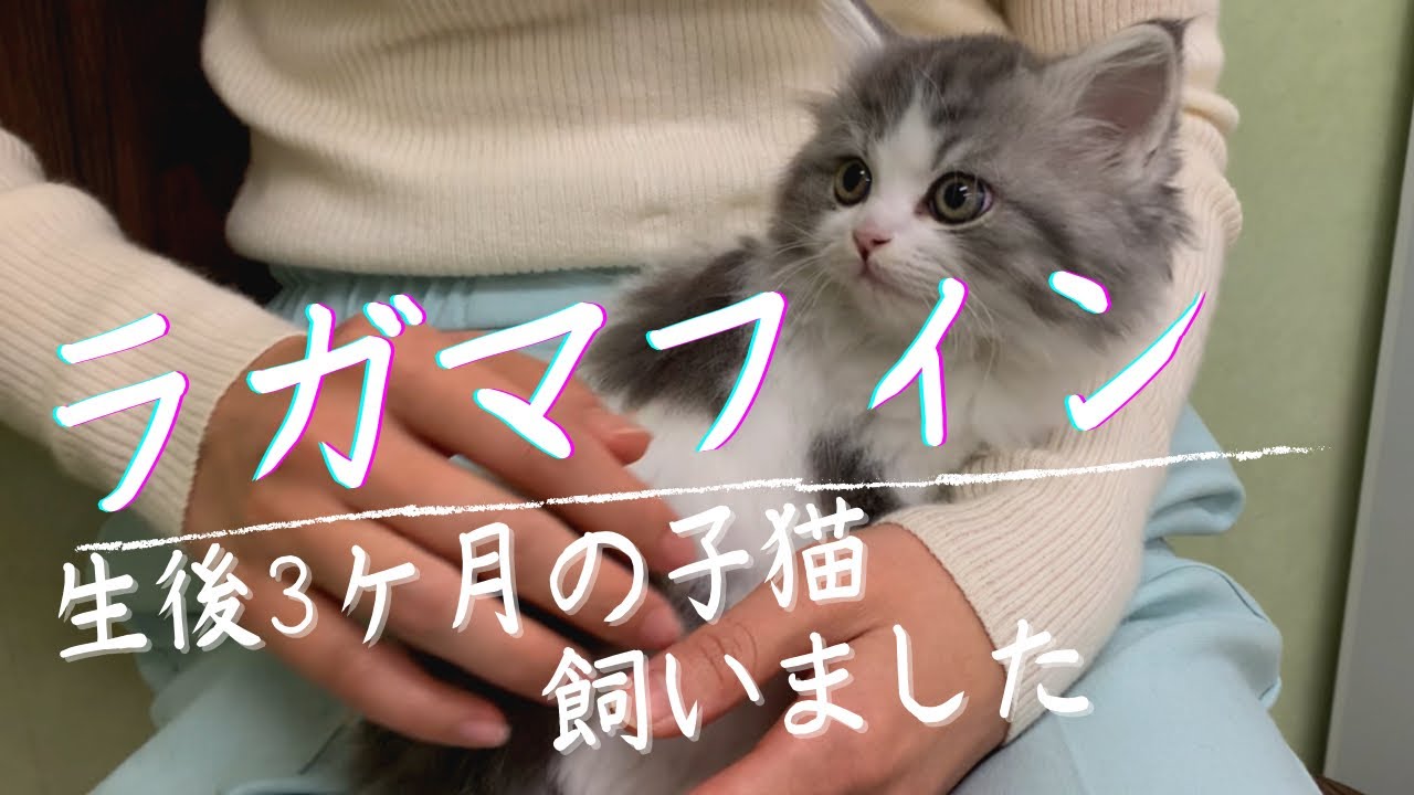 ラガマフィンの子猫を飼いました。