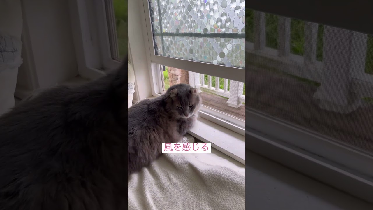Wonderful World #アメリカンカール #ねこ動画 #cat shorts