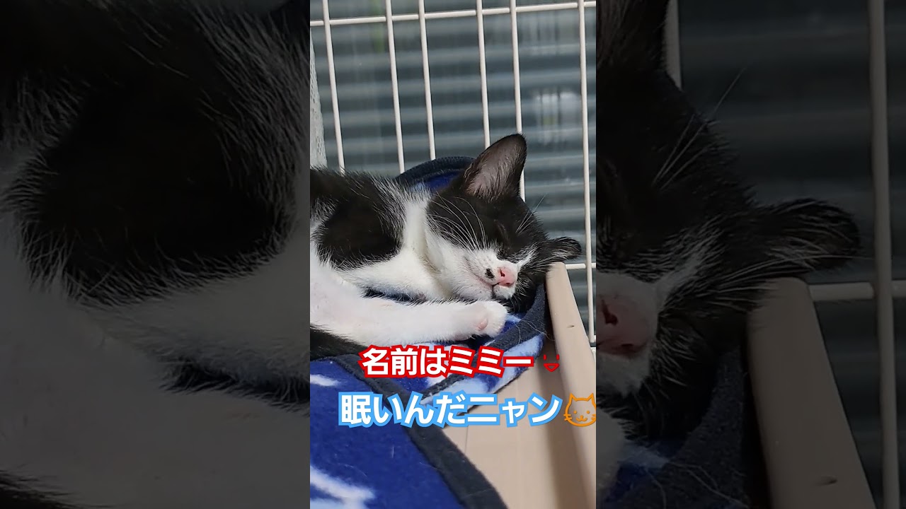 ミミー😃眠いんだニャン#こねこ #子猫 #子猫のいる暮らし #shorts