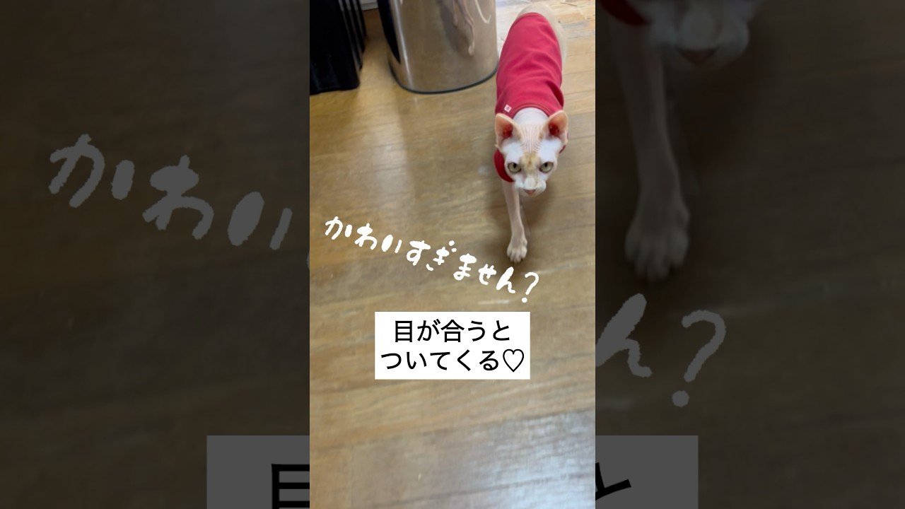 ついてくるスフィンクスが可愛すぎる♡♡♡#shorts #スフィンクス #スフィンクス猫 #猫動画#sphynx