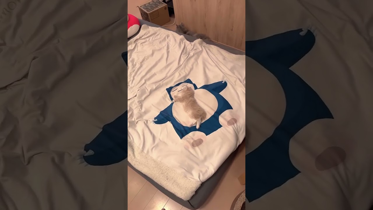 カビゴンのお腹が動きます#サイベリアン #子猫 #cat #kitten