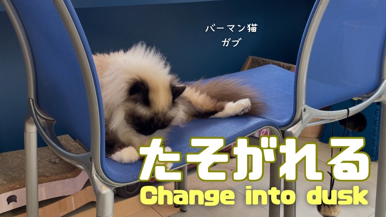 バーマン猫ガブとラフ【たそがれる】Change into dusk（バーマン猫）Birman/Cat