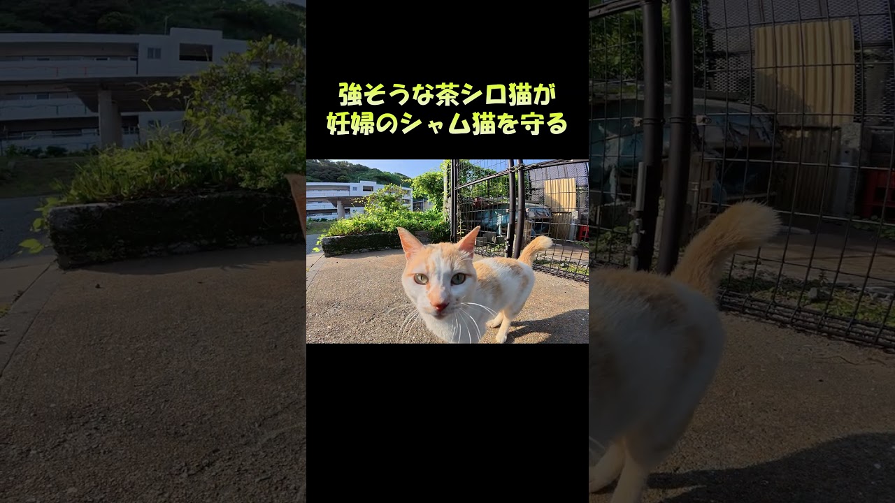 強そうな茶シロ猫が妊婦のシャム猫を守る #猫 #ネコ #cat