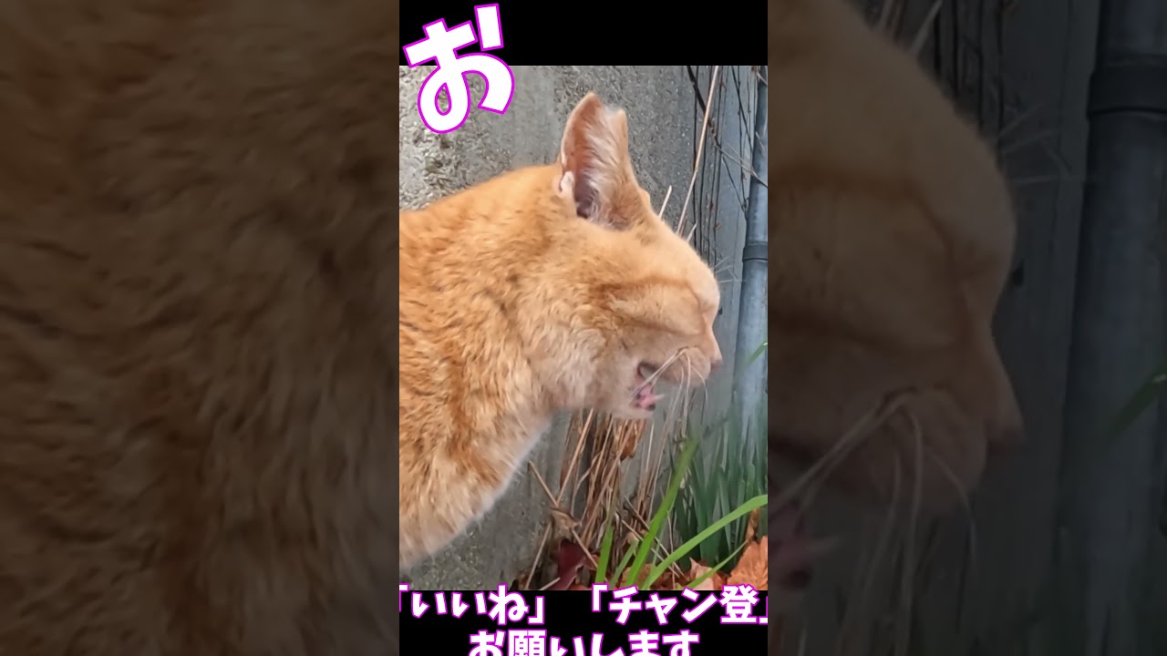 猫」「CAT & PEACE」 #cat #straycat #ねこ動画 #ねこ #猫動画　#猫好きさんと繋がりたい #子ネコ