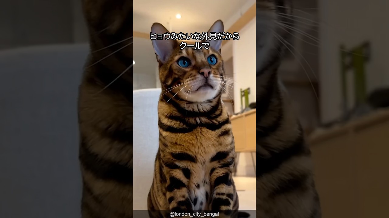【陽キャ猫】ベンガルの可愛さがわかる1分解説