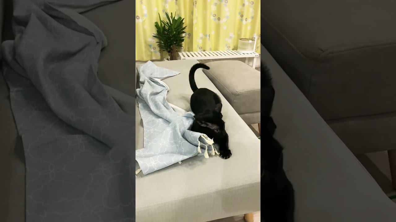 ニャルガクルガ　#黒猫 #猫 #モンハンライズ #好きな子猫 #ボンベイ #cat #猫のいる暮らし #ねこ #bombay #猫好きさんと繋がりたい #猫のいる生活 #ナルガクルガ