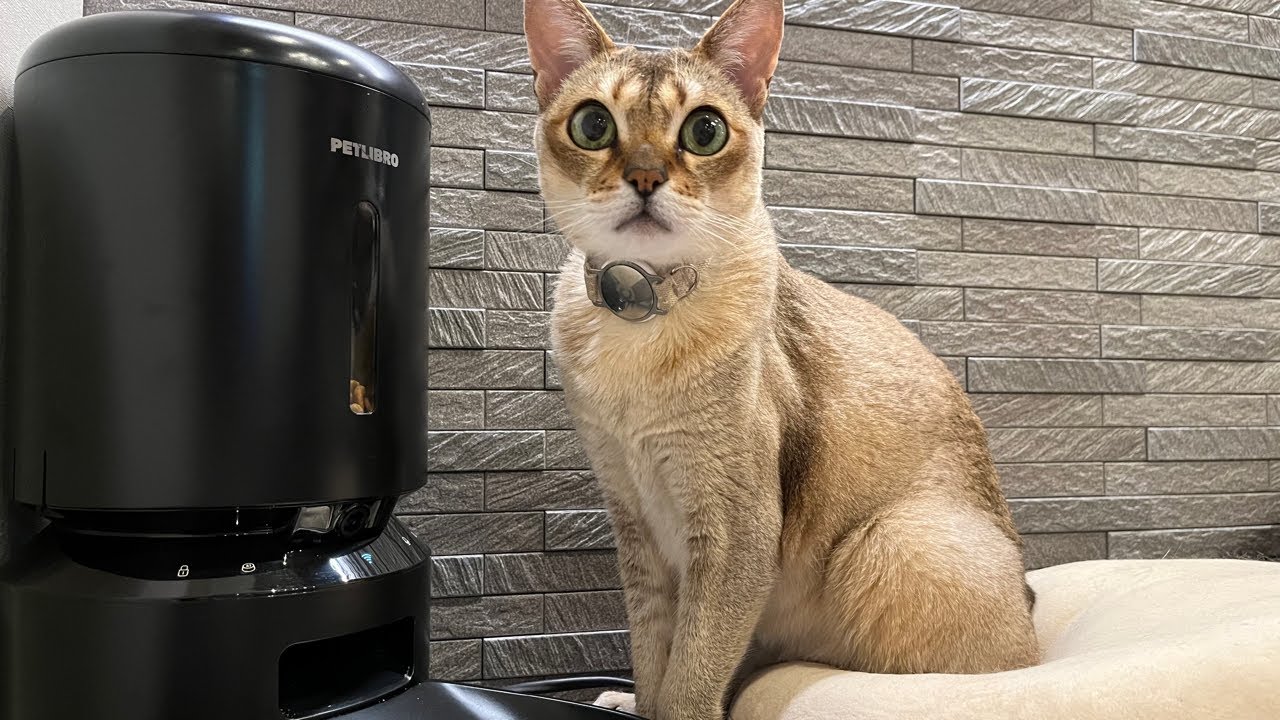 【LIVE Lei Feeder Cam】呼んだら来る猫レイちゃん | Lei the cat, who comes whenever she is called【シンガプーラ】