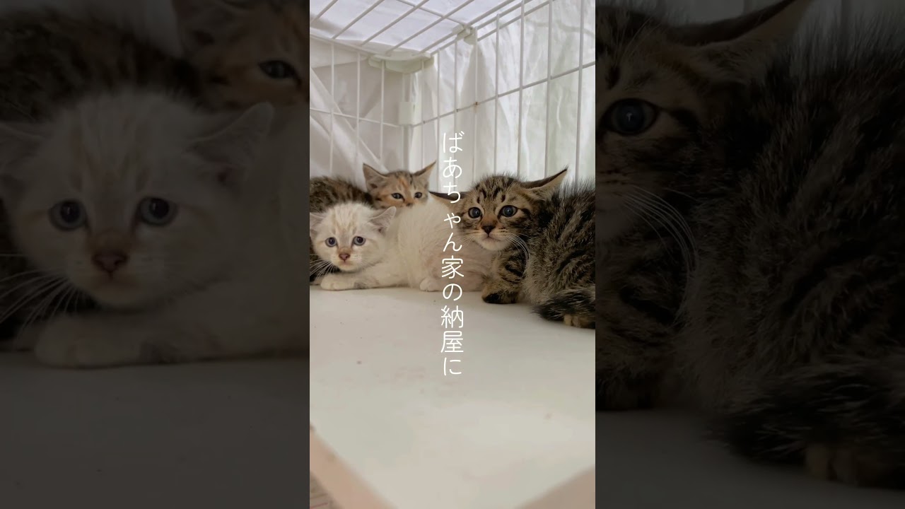 三毛猫さんが子猫連れて来ました#shorts #保護猫 #猫のいる暮らし #子猫