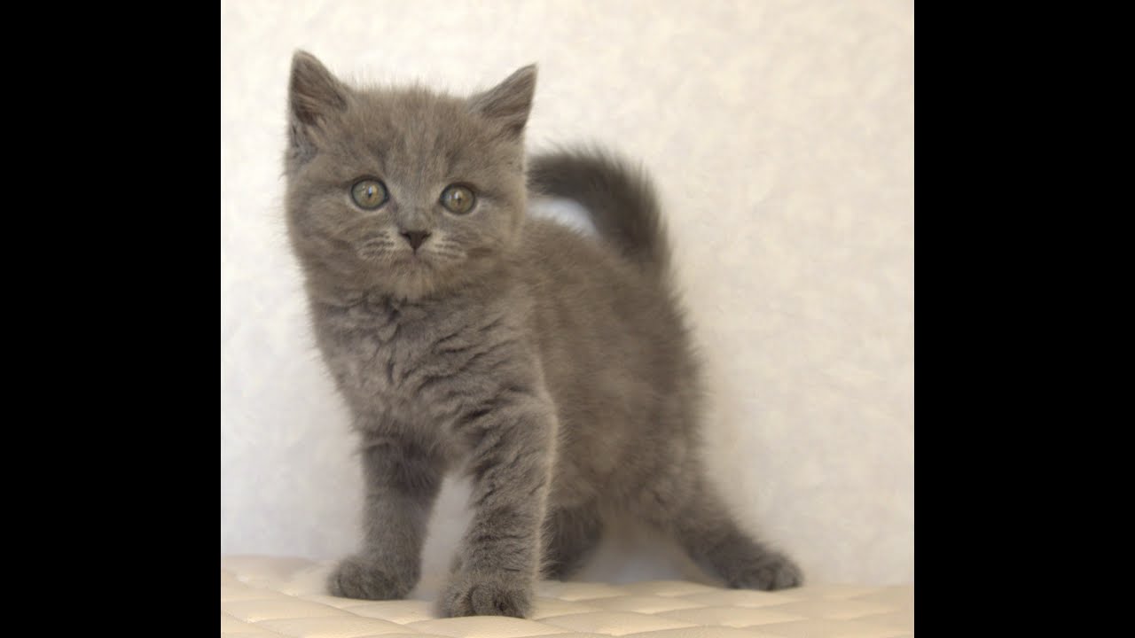 ブリティッシュショートヘアー子猫　British Shorthair　2025.4.4産まれ　ブルー　男の子　シーダキャット猫のお店