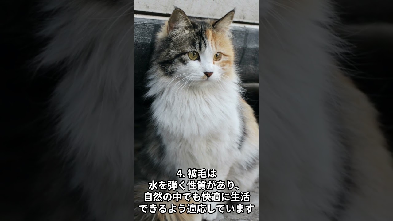 ノルウェージャンフォレストキャットを飼うときのメリット５選　#shorts #cat #animals #norwegianforestcatcat