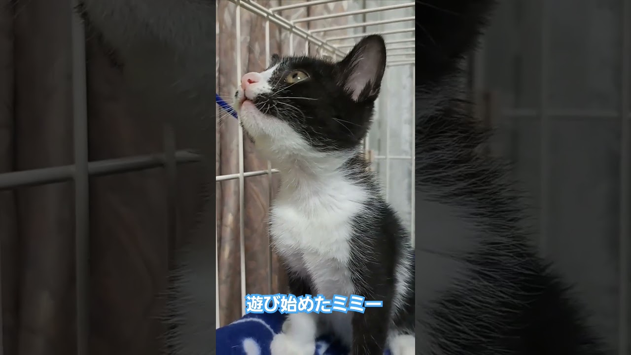 可愛い子猫のミミー😃#子猫 #子猫のいる暮らし #cat #shorts #kusuyama100