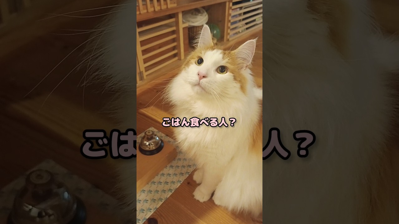 メインクーンの鳴き声が可愛すぎる #猫のいる暮らし #猫 #メインクーン #cat #mainecoon #catlover​  #catshorts​ #cute​ #cutecat​ #fyp​