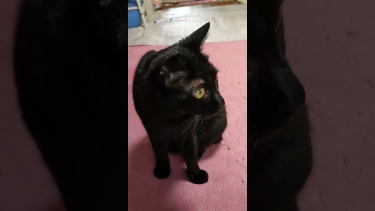 ボンベイまゆゆんゆん　 #cat #ねこ #猫