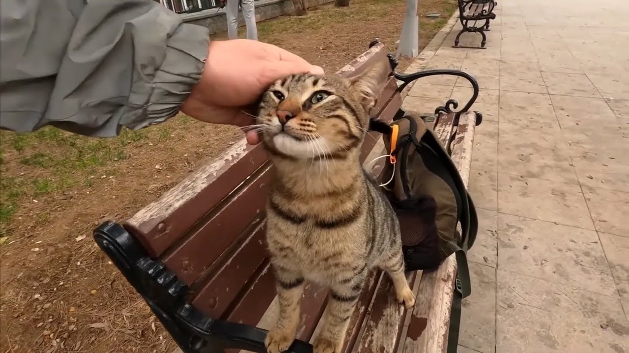 猫が破壊的になる時！ - 猫の破壊的行動
