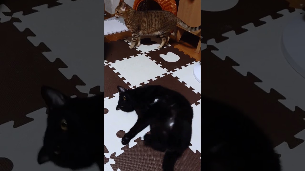 【猫】くねくねするウー君(次男)☆ 2024/04/13【ボンベイ】#shorts