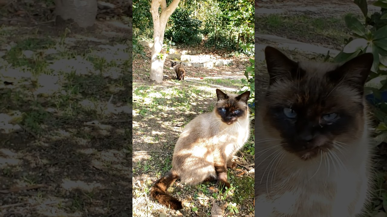 野良のシャム猫だけが暮らす半島 #shorts