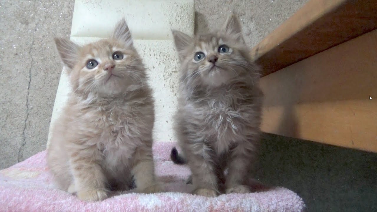 捨てられて苦難の時もずっと一緒だった子猫