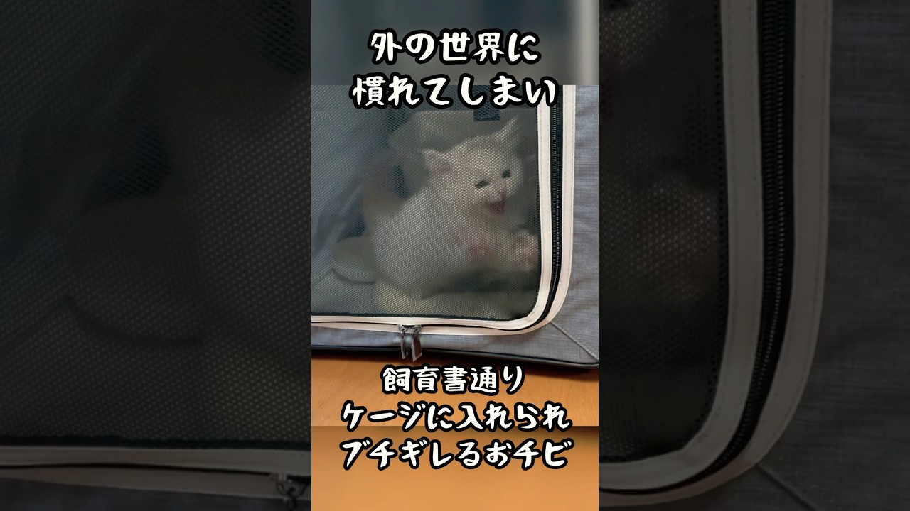 飼育書通りケージに入れられてブチギレるおチビ #猫 #子猫 #ラガマフィン