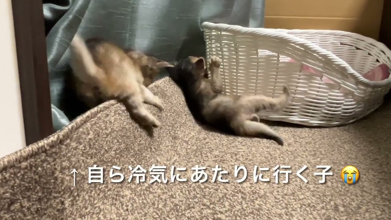 幾つかの技を披露してくれた  〜生後24日〜 ソマリの仔猫