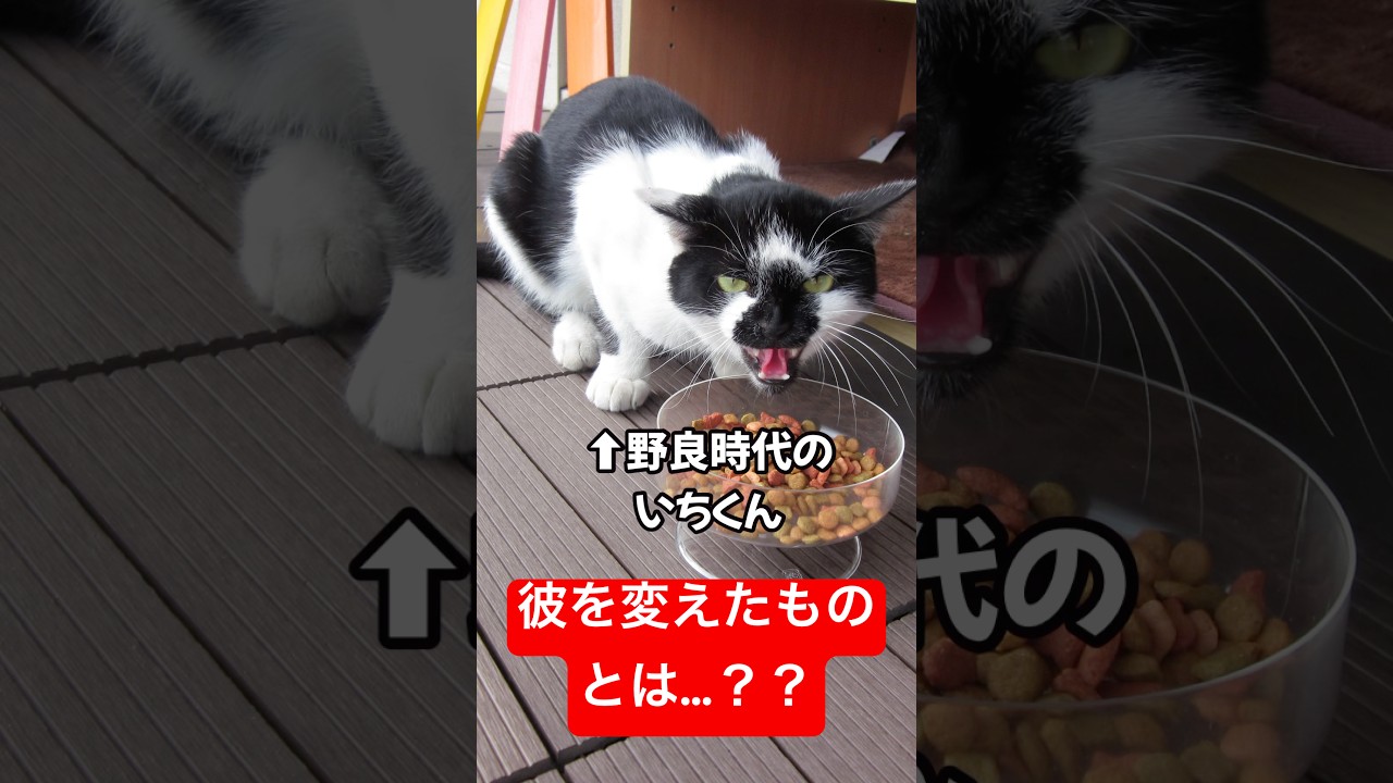 猫生の分岐点✨#shorts #猫 #cat