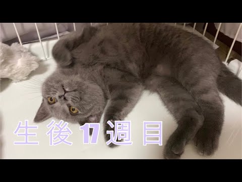 生後17週目　ブリティッシュショートヘアの子猫