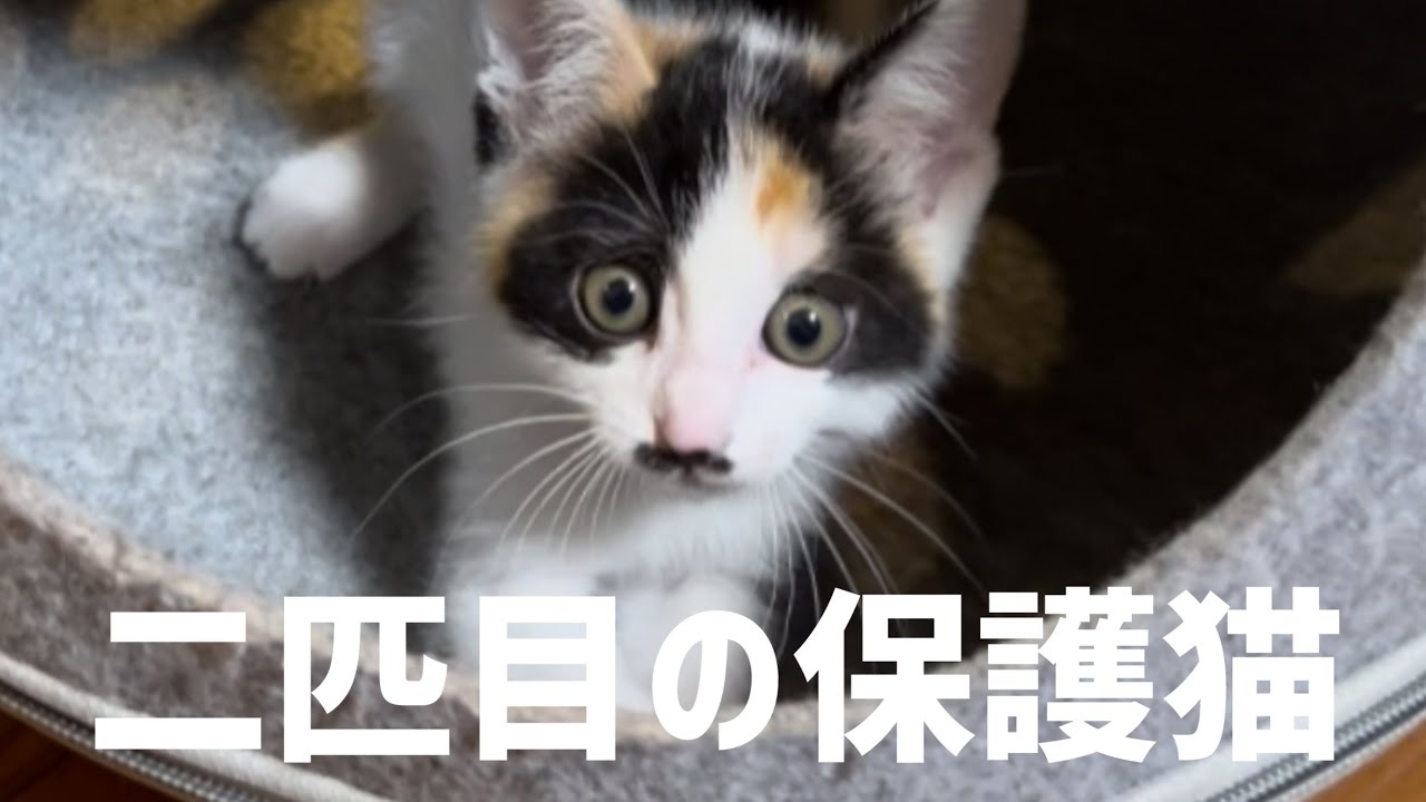 【保護猫】子猫の三毛猫が我が家にやってきた。ミルクの反応…#保護猫 #ねこ #子ネコ #三毛猫 #ミルねーさん