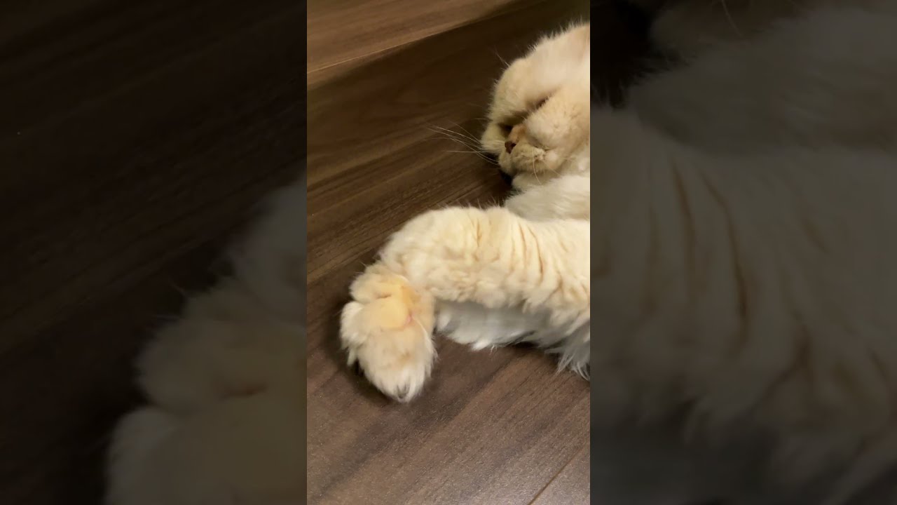 ♥チーノの日常【😺…🍃】ホワイトヒマラヤン14歳（約72歳）　#shorts　#cat　#pets　猫好き　癒し