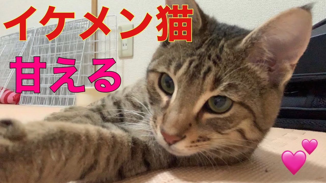 エジプシャンマウ　やんちゃで人懐こい猫