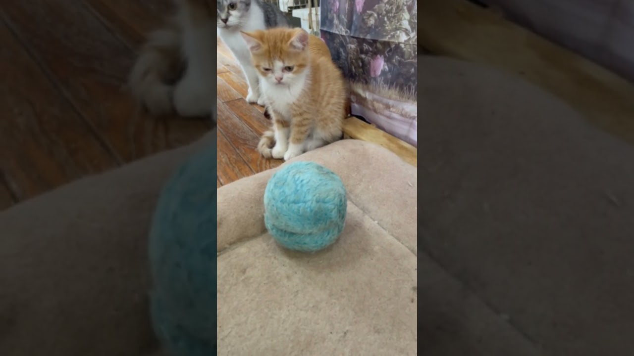 スコティッシュフォールド レッドタビーアンドホワイトの耳立ちの男の子です。お母さんはスコテイシュお父さんブリティシュの間に産まれたブリスコ君です。❣️