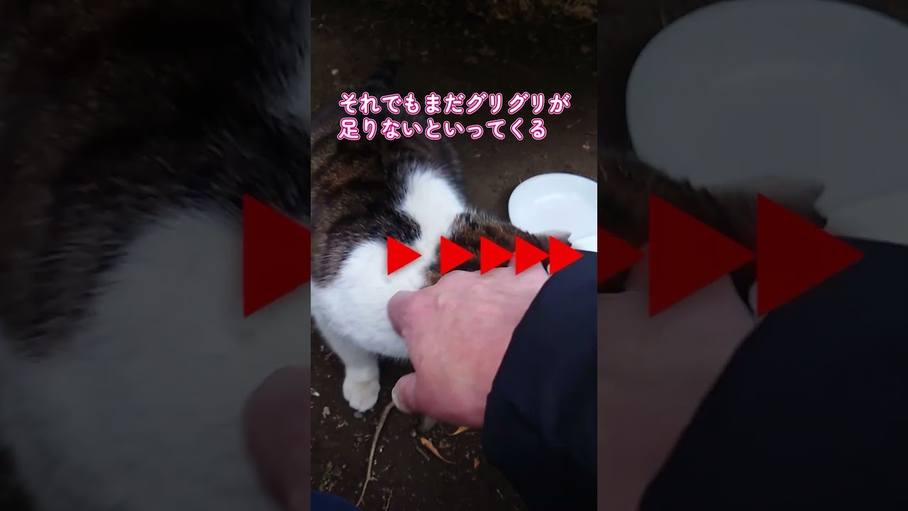 【ネコ日記】食事前の儀式 #shorts  #地域ネコ #cat #ねこ #猫 #ネコ #cat