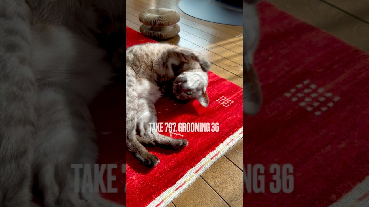 前足で後ろ足を引き寄せて #グルーミング にゃ❗️#ひなたぼっこ #ごきげん にゃ‼️#groomingcat #egyptianmaucat #エジプシャンマウ #shorts #ねこのいる生活