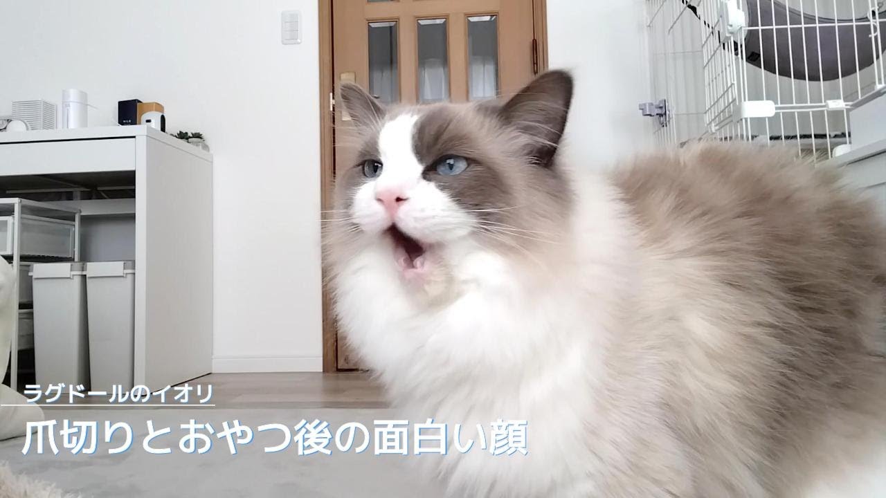 【ラグドール】爪切りとおやつタイムの面白い顔